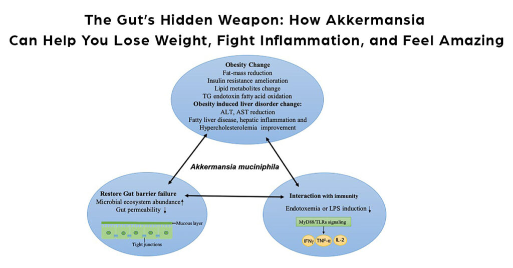 The Gut’s Hidden Weapon: How Akkermansia Can Help You Lose Weight, Fight Inflammation, and Feel Amazing..